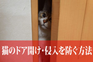 絶対に猫にドアを開けられない方法（スライドドア編）