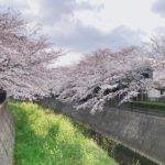 北九州花見スポット🌸志井川沿いの桜並木