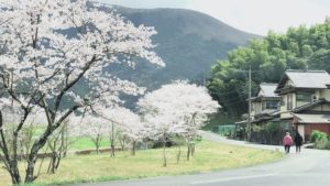 北九州の花見スポット🌸井手浦浄水場
